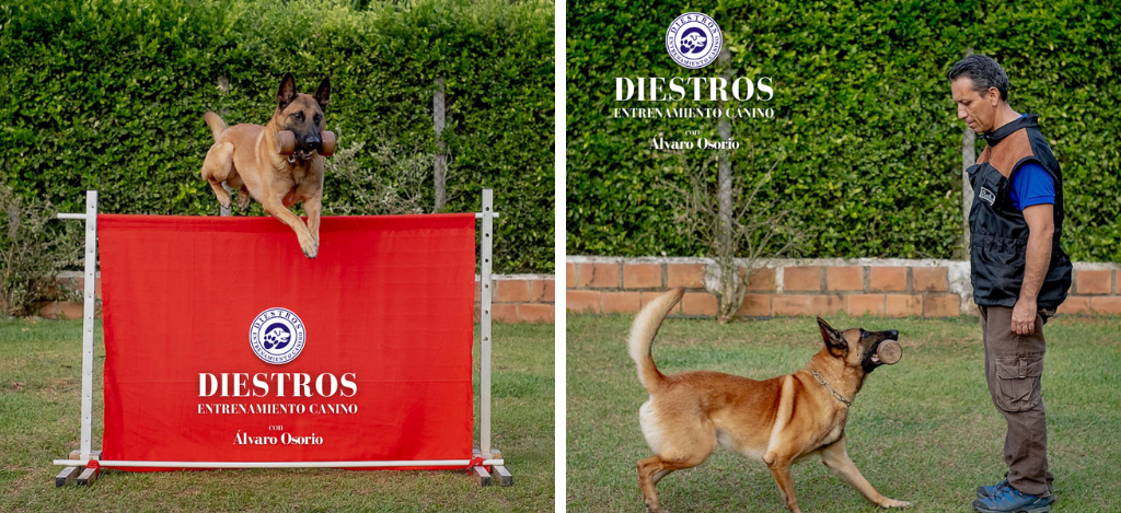imagenes-diestros-entrenamiento-canino