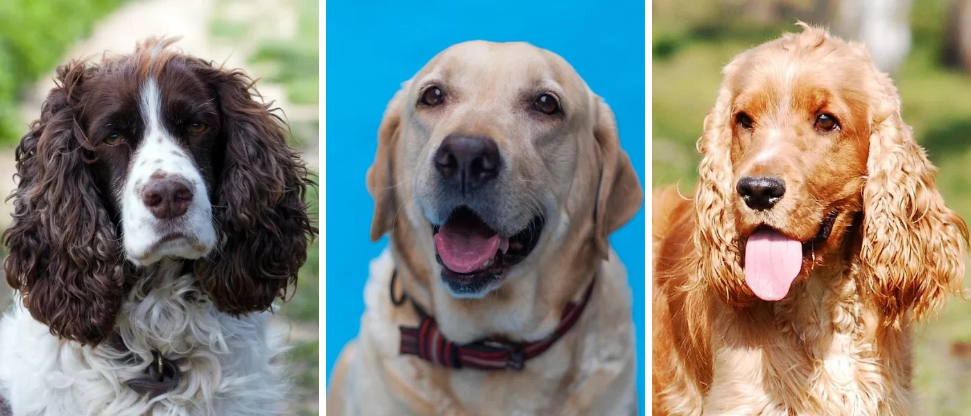 perros-cobradores-levantadores-caza-agua