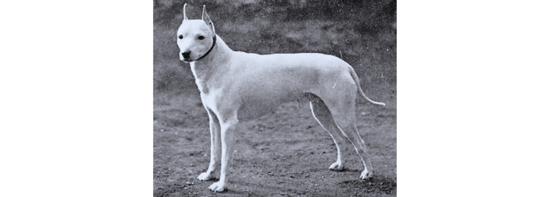 perro-extinto-terrier-ingles-blanco