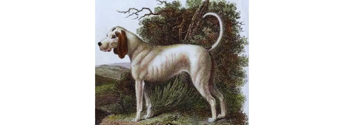 perro-extinto-talbot
