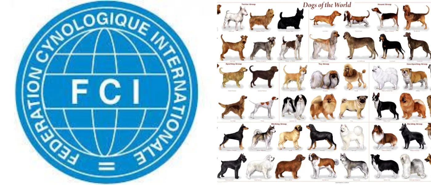clasificacion-perros-raza-federacion-cinologica-internacional-fci
