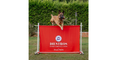 Diestros-entrenamiento-canino-1