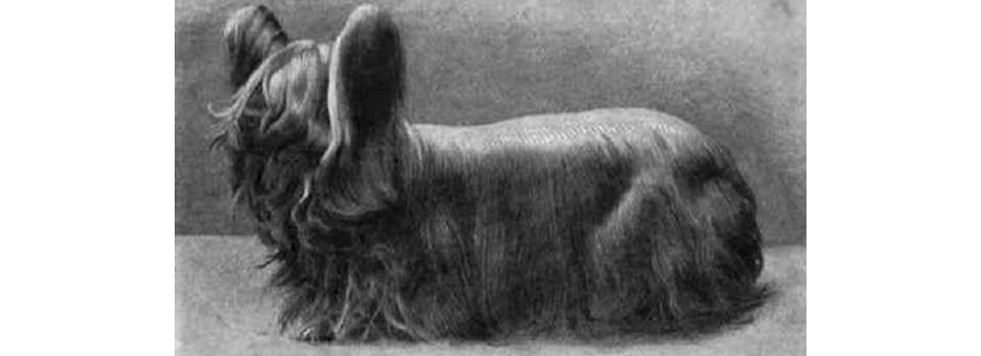 perro-extinto-paisley-terrier