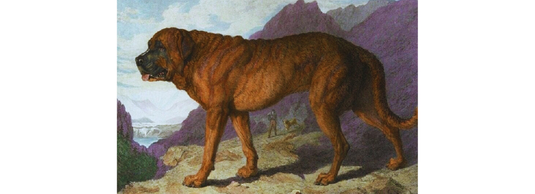 perro-extinto-mastín-de-los-alpes-o-mastín-alpino