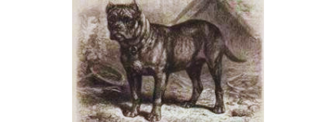 raza-perro-extinto-bullenbeiser-o-bulldog-alemán