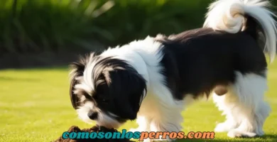 Coprofagia-en-perros-que-es-y-por-que-ocurre