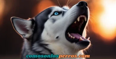Por-que-aullan-los-perros-y-que-quieren-decirte-con-ese-sonido
